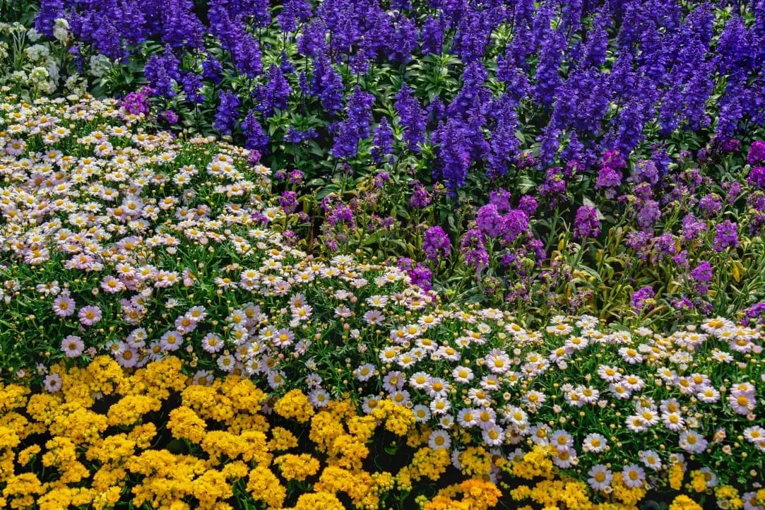 芝生まわりの手入れを、少し丁寧に